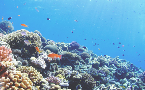 リーフフレンドリー処方